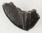 Camarasaurus Tooth Tip - Skull Creek Quarry #19323-1